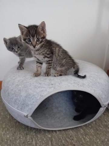 Miau