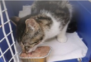 Miau